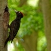 Datel cerny - Dryocopus martius - Black Woodpecker 0530